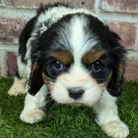 King AKC registration, a male Cavalier King Charles Spaniel for sale in Clark, MO – Photo 8 of 8
