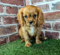 Leah, a female Cavalier King Charles Spaniel for sale in Clark, MO – 5 of 10