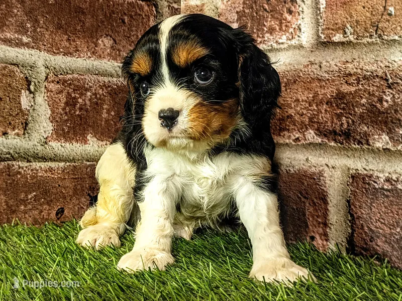 Toby – Cavalier King Charles Spaniel puppy for sale in Clark, MO