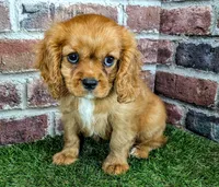 Leah, a female Cavalier King Charles Spaniel for sale in Clark, MO – 7 of 10
