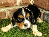 Molly, a female Cavalier King Charles Spaniel for sale in Clark, MO – 5 of 10