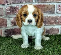 Penny , a female Cavalier King Charles Spaniel for sale in Clark, MO – 2 of 10