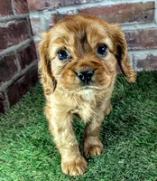 Cash AKC registration , a male Cavalier King Charles Spaniel for sale in Clark, MO – 7 of 10