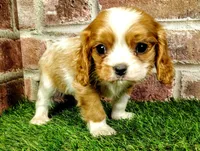Rocky AKC , a male Cavalier King Charles Spaniel for sale in Clark, MO – 8 of 10