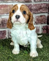 Ruger AKC registration , a male Cavalier King Charles Spaniel for sale in Clark, MO – 6 of 10