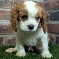 Tucker, a male Cavalier King Charles Spaniel for sale in Clark, MO – Photo 7 of 10