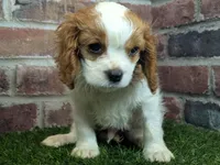 Tucker, a male Cavalier King Charles Spaniel for sale in Clark, MO – Photo 7 of 10