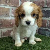 Tucker, a male Cavalier King Charles Spaniel for sale in Clark, MO – Photo 10 of 10