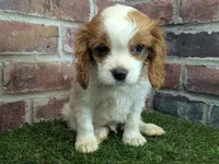 Tucker, a male Cavalier King Charles Spaniel for sale in Clark, MO – Photo 10 of 10