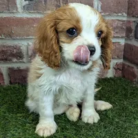 Tucker, a male Cavalier King Charles Spaniel for sale in Clark, MO – Photo 2 of 10