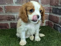 Tucker, a male Cavalier King Charles Spaniel for sale in Clark, MO – Photo 2 of 10