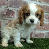Tucker, a male Cavalier King Charles Spaniel for sale in Clark, MO – Photo 8 of 10