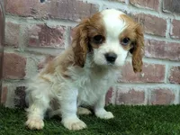 Tucker, a male Cavalier King Charles Spaniel for sale in Clark, MO – Photo 8 of 10
