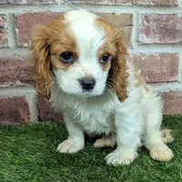 Tucker, a male Cavalier King Charles Spaniel for sale in Clark, MO – Photo 9 of 10