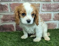 Tucker, a male Cavalier King Charles Spaniel for sale in Clark, MO – Photo 9 of 10
