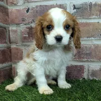 Tucker, a male Cavalier King Charles Spaniel for sale in Clark, MO – Photo 4 of 10