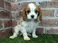 Tucker, a male Cavalier King Charles Spaniel for sale in Clark, MO – Photo 4 of 10