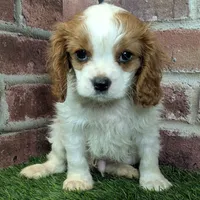 Tucker, a male Cavalier King Charles Spaniel for sale in Clark, MO – Photo 6 of 10
