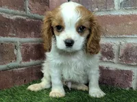 Tucker, a male Cavalier King Charles Spaniel for sale in Clark, MO – Photo 6 of 10