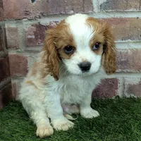 Tucker, a male Cavalier King Charles Spaniel for sale in Clark, MO – Photo 3 of 10