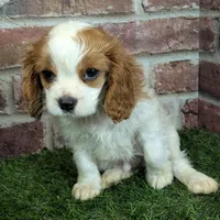 Tucker, a male Cavalier King Charles Spaniel for sale in Clark, MO – Photo 1 of 10