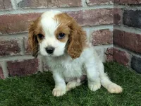 Tucker, a male Cavalier King Charles Spaniel for sale in Clark, MO – Photo 1 of 10