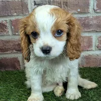 Tucker, a male Cavalier King Charles Spaniel for sale in Clark, MO – Photo 5 of 10
