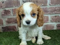 Tucker, a male Cavalier King Charles Spaniel for sale in Clark, MO – Photo 5 of 10