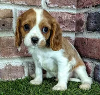 Rocky , a male Cavalier King Charles Spaniel for sale in Clark, MO – 6 of 10