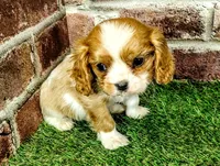 Rocky AKC , a male Cavalier King Charles Spaniel for sale in Clark, MO – 4 of 10