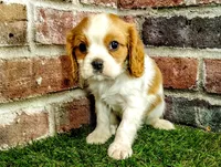 Max AKC , a male Cavalier King Charles Spaniel for sale in Clark, MO – 9 of 10