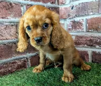 Rocco, a male Cavalier King Charles Spaniel for sale in Clark, MO – 10 of 10