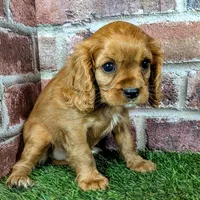 Anna, a female Cavalier King Charles Spaniel for sale in Clark, MO – 5 of 9