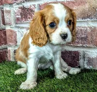 Jake, a male Cavalier King Charles Spaniel for sale in Clark, MO – 9 of 10