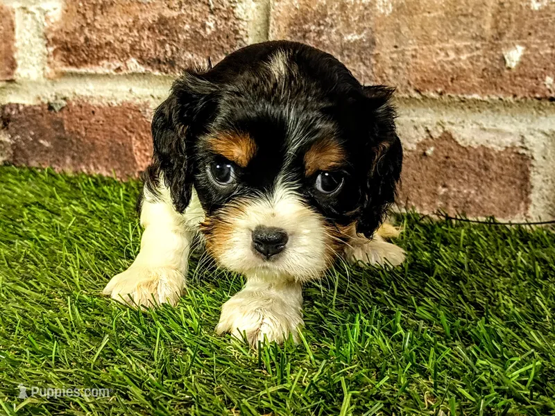 Hank AKC registration  – Cavalier King Charles Spaniel puppy for sale in Clark, MO