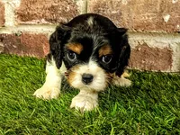 Hank AKC registration , a male Cavalier King Charles Spaniel for sale in Clark, MO – 1 of 8