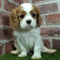 Max AKC registration, a male Cavalier King Charles Spaniel for sale in Clark, MO – Photo 4 of 10