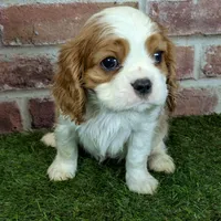 Max AKC registration, a male Cavalier King Charles Spaniel for sale in Clark, MO – Photo 7 of 10