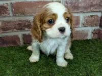 Max AKC registration, a male Cavalier King Charles Spaniel for sale in Clark, MO – Photo 7 of 10