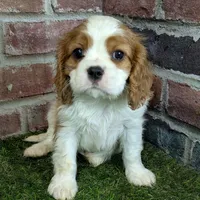Max AKC registration, a male Cavalier King Charles Spaniel for sale in Clark, MO – Photo 5 of 10