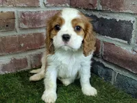 Max AKC registration, a male Cavalier King Charles Spaniel for sale in Clark, MO – Photo 5 of 10