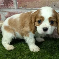 Max AKC registration, a male Cavalier King Charles Spaniel for sale in Clark, MO – Photo 6 of 10