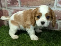 Max AKC registration, a male Cavalier King Charles Spaniel for sale in Clark, MO – Photo 6 of 10