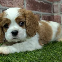 Max AKC registration, a male Cavalier King Charles Spaniel for sale in Clark, MO – Photo 8 of 10