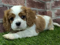 Max AKC registration, a male Cavalier King Charles Spaniel for sale in Clark, MO – Photo 8 of 10