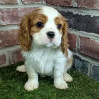 Max AKC registration, a male Cavalier King Charles Spaniel for sale in Clark, MO – Photo 1 of 10