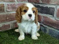 Max AKC registration, a male Cavalier King Charles Spaniel for sale in Clark, MO – Photo 1 of 10