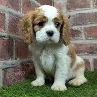Max AKC registration, a male Cavalier King Charles Spaniel for sale in Clark, MO – Photo 2 of 10