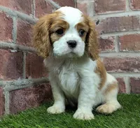 Max AKC registration, a male Cavalier King Charles Spaniel for sale in Clark, MO – Photo 2 of 10