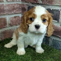 Max AKC registration, a male Cavalier King Charles Spaniel for sale in Clark, MO – Photo 9 of 10